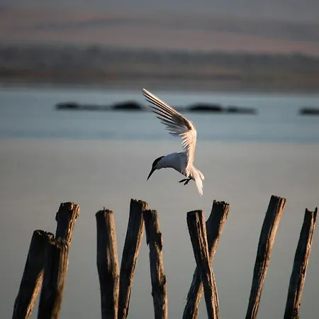 Cosher Gardenia Palace 6 Free Parking פומורי