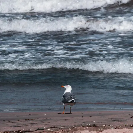 דירה Cosher Gardenia Palace 6 Free Parking פומורי